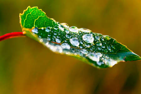 Image of green leaf with drops closeupの写真素材