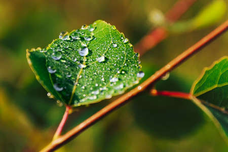 Macro of a water drop on the of a green leafの写真素材