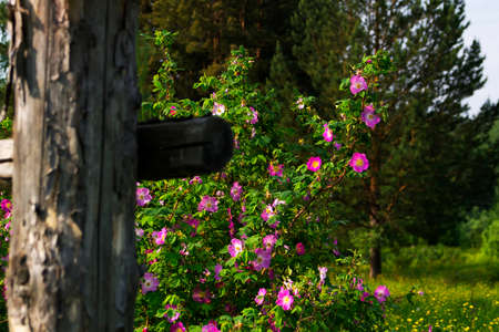 Garden fence with climbing pink roses rose hips. Beautiful from spring to summerの写真素材