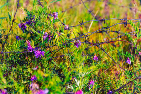 Rustic barbed wire rusting with exposure props flowers up. Contrast objectes, wildflowers and rusty knot barbed wire, represents aggressive and peaceful.の写真素材