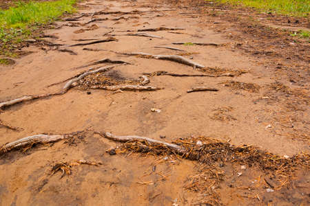 The roots of the trees are on the groundの写真素材