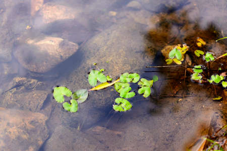 The rocky bottom of the river with clear water and green plant in the foreground. Summer or spring...