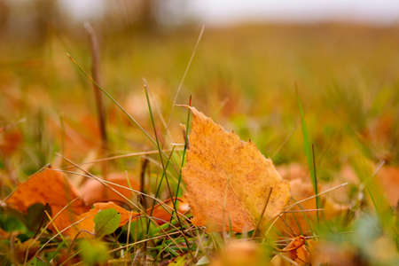 Autumn leaf litter in garden or park, fall outdoor nature background with colorful fallen leavesの写真素材