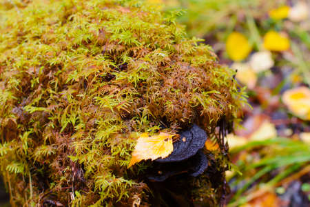 Macro picture of green moss. Close up macro photography of nature. Grass, forest. Autumn background.の写真素材