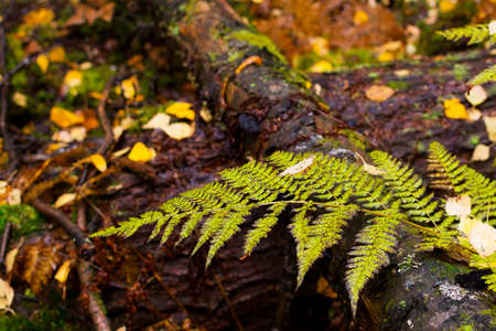 Close up of forest fern leaf turning on fall dayの写真素材