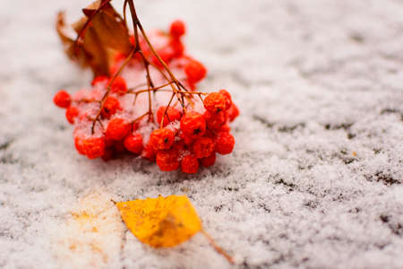 Red berries rowan on the snow against the background of yellow leafの写真素材
