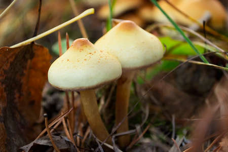 Beautiful closeup of forest mushrooms. Mushrooms photo, forest photo, forest backgroundの写真素材