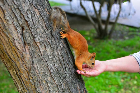Feeding squirrel from the human hand on the tree. Close up of squirrelの写真素材