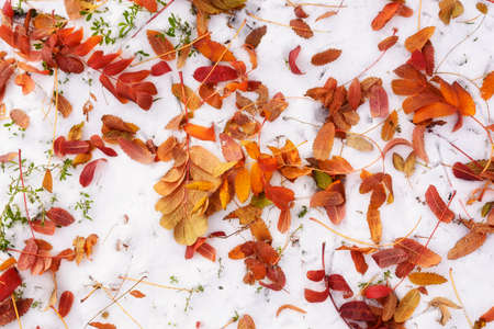 Autumn background, orange and yellow leaves on the first snow. Snow fell in early autumn when the...