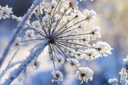 Amazing rime and frost crystals on grass in sunlight