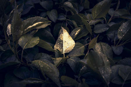 Green leafs with raindrops. Top view. Flat lay. Nature background, close-up of leaves