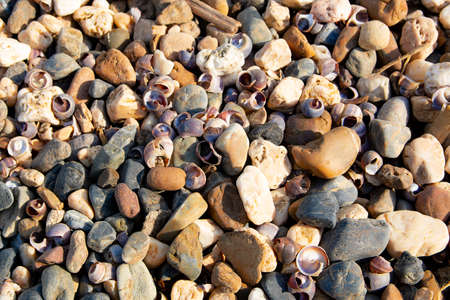 Seashells - texture or background - variety of pebbles, stonesの写真素材
