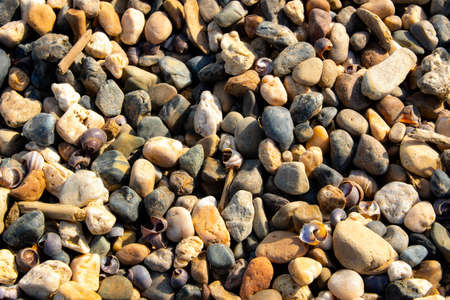 Shell background, many different pebbles, folded together close-upの写真素材