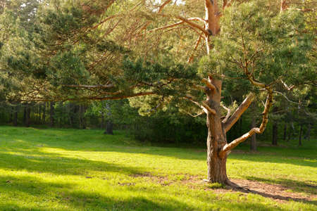 Big pine on a summer day. The tree casts a beautiful shadow from the sun.の写真素材