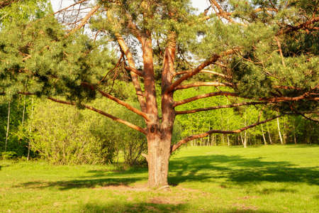 Beautiful public park on the sunshine. The shadow of the pine on a sunny day. Nature summer landscape.の写真素材