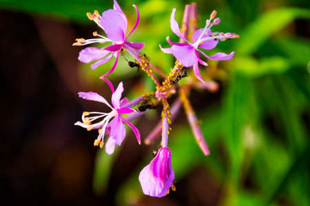 Ants on a flower in spring or summer time.の写真素材