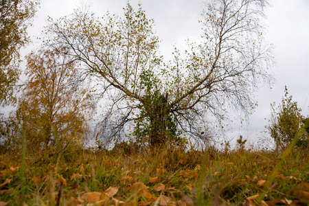autumn autumn leaves and broken birch tree against a dark cloudy skyの写真素材