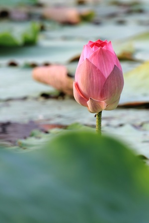 Lotus flower の写真素材