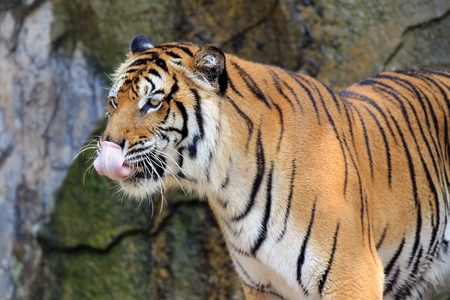 tiger の写真素材