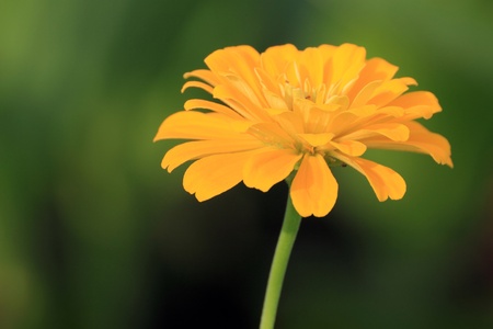 yellow marigold