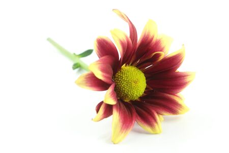 chrysanthemum isolated on white backgroundの写真素材