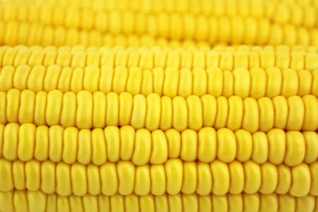 Fresh corn cobsの写真素材