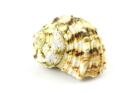 Seashell Isolated On Whiteの写真素材