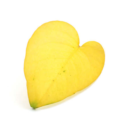 Yellow Leaf Isolated on White Backgroundsの写真素材