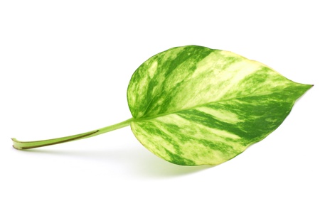 Pothos Leaf Isolated on White Backgroundsの写真素材