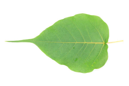 Green Leaf Isolated On White Backgroundの写真素材