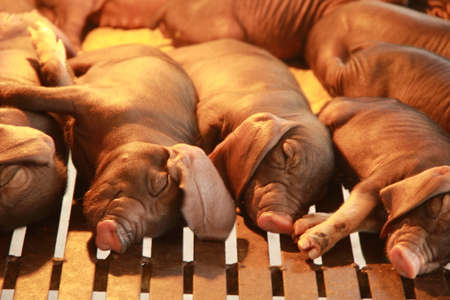 pigs are sleepy in farm