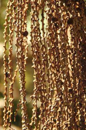 Palm fruit on the tree. Thailand.