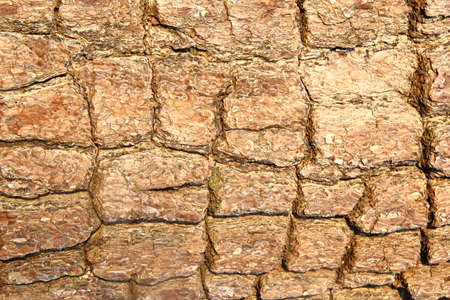 pine bark2