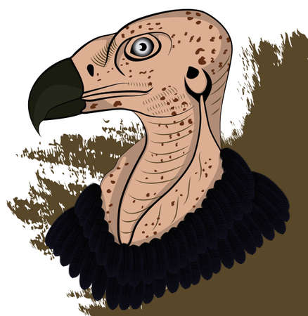Vulture head coloredのイラスト素材