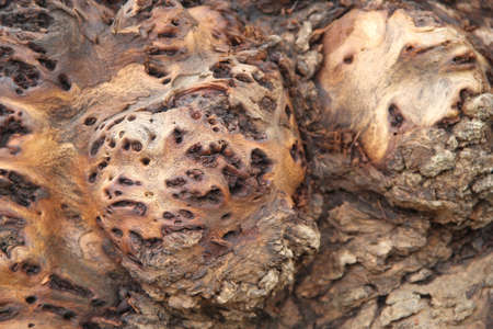 Rotten driftwoodの写真素材