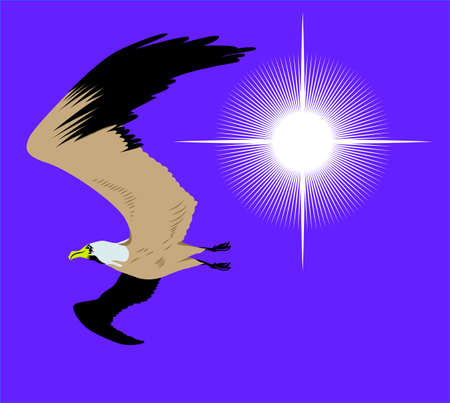 flying seagull in sky with bright sun のイラスト素材