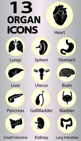 Silhouette of Human internal organs Vector のイラスト素材