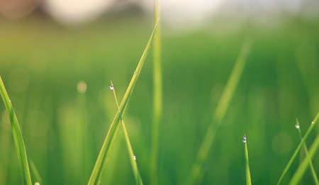 Rice fields