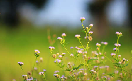 flowerの写真素材