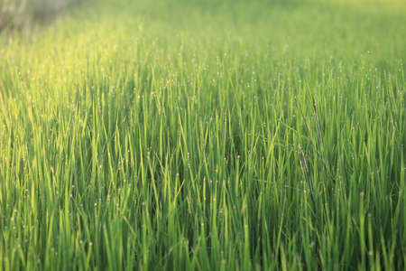 Rice fieldsの写真素材