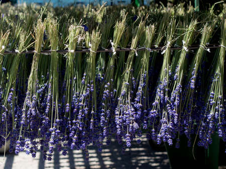 harvest lavender