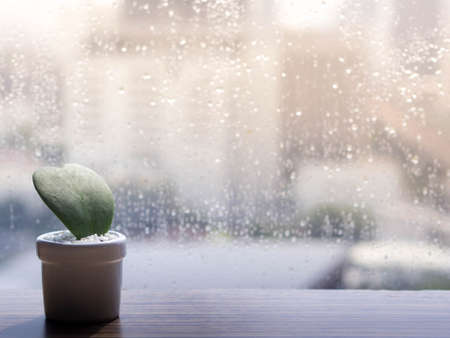 leaf heart shape in  potの写真素材