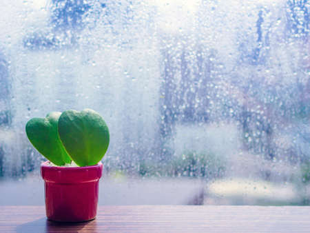 leaf heart shape in red potの写真素材