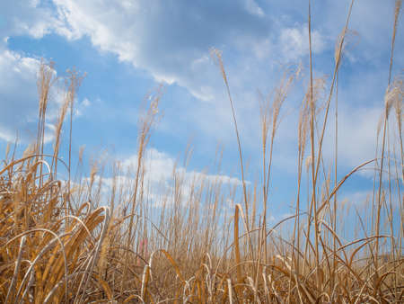 Meadow dry flower weed and skyの写真素材