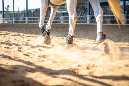 horses running through a dusty fieldの写真素材