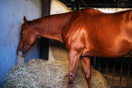 brown horse eattingの写真素材