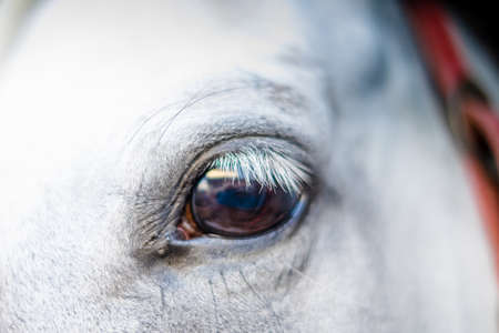 horse eye contactの写真素材