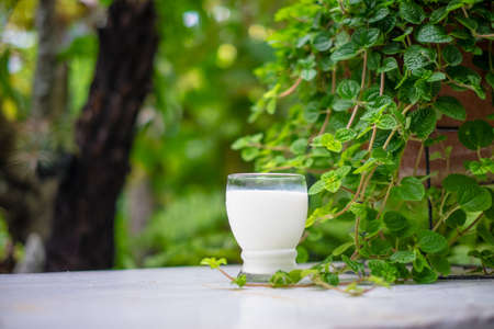 fresh milk in grassの写真素材
