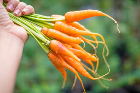 Fresh baby carrots on hands in gardenの写真素材