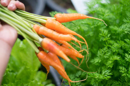 Fresh baby carrots on hands in gardenの写真素材